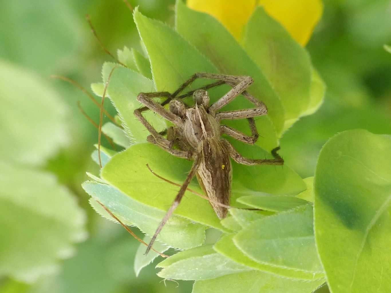 Pisaura sp. - Tolfa (RM)